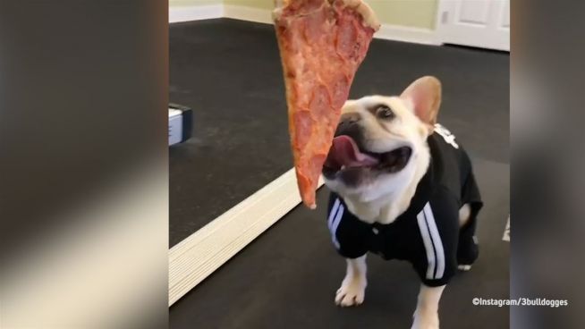 Fitness für Fast Food: Französische Bulldogge macht Sport