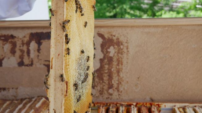 Denn jeder kann Bienen retten