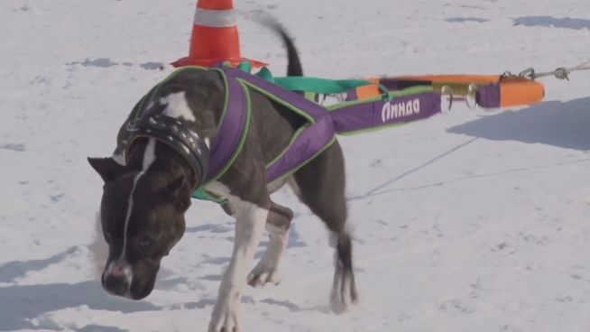 Sport für Hunde oder Tierquälerei?: Dog Weight Pulling