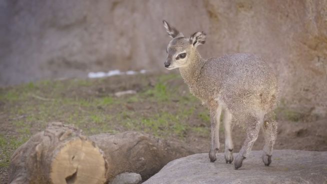 Süß: So elegant stolziert der Klippspringer-Nachwuchs