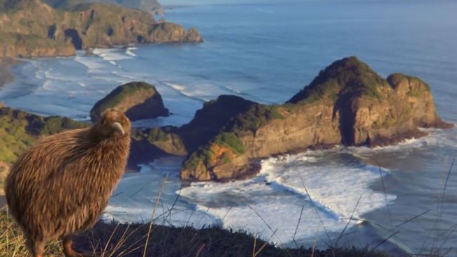 Doch noch glücklich: Kiwi mit Flugzeug in die Luft