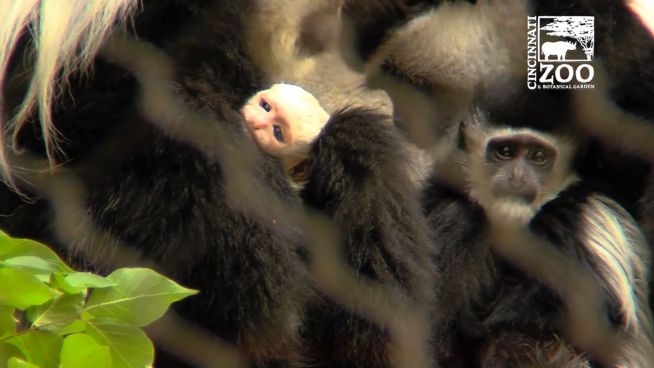 Süß: Neues Affenbaby im Cincinnati Zoo