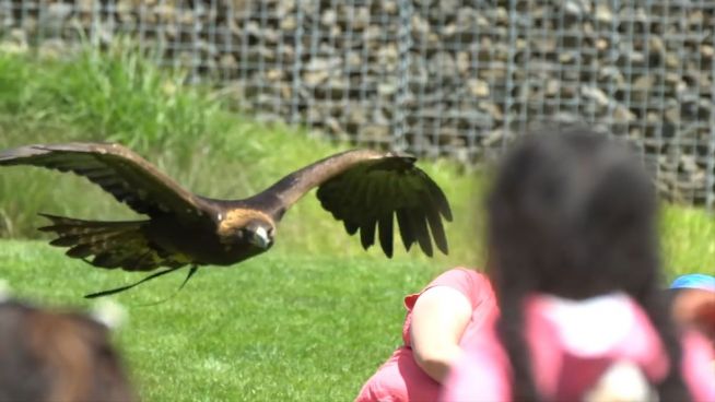 Abgehoben: Vögel bei Start und Landung gefilmt