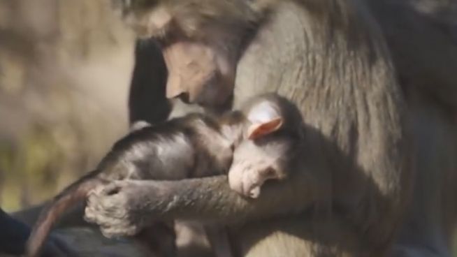 Was sich liebt, das laust sich: Paviane auf Kuscheltour