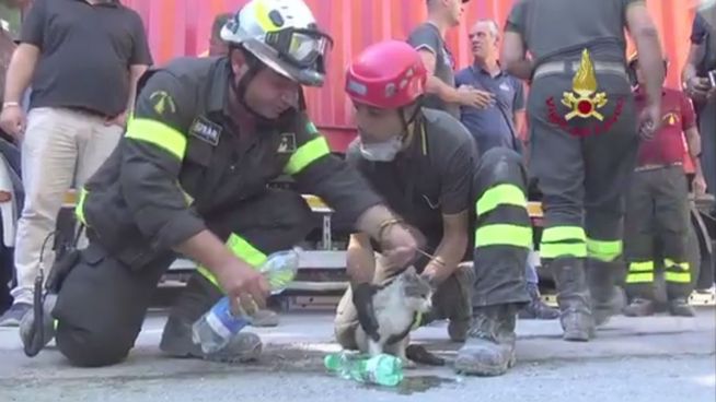 Erdbeben in Italien: Katze nach 5 Tagen gerettet