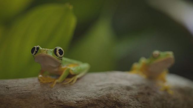 Frosch-Killer: Wissenschaft kämpft gegen Pilzerkrankung