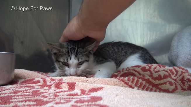 Katze im Einmachglas: Spektakuläre Rettung