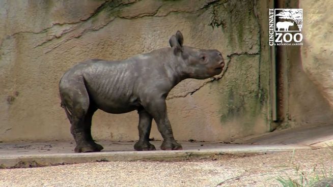 Geplanter Nachwuchs: Babynashorn in Cincinnati