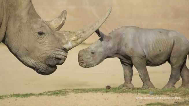 Neun Tage jung und neugierig: Nashorn entdeckt die Welt