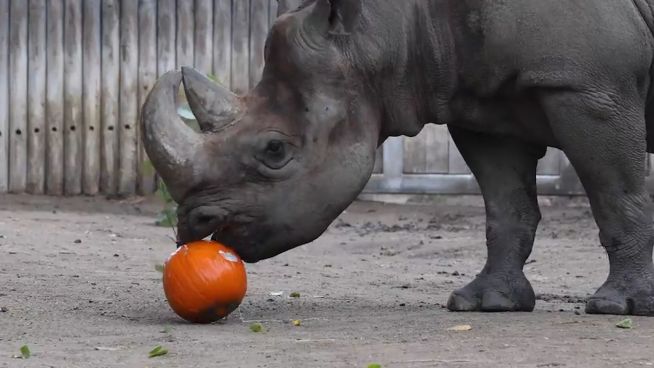 Keiner kommt zu kurz: Spielzeug im Lincoln Park Zoo