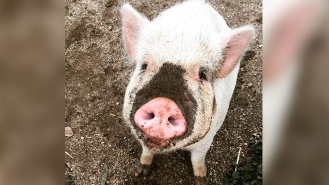 Tierisch anders: Schwein denkt, es sei ein Hund