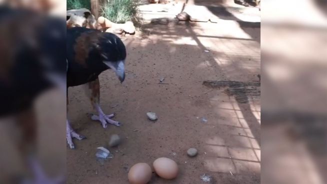 Ei vs. Stein: Bussard führt Besucher hinters Licht