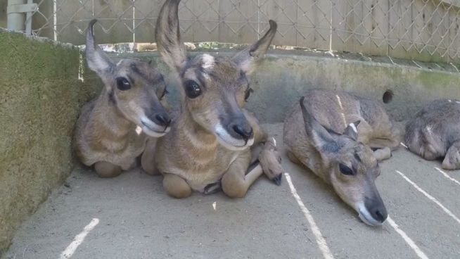 Knuffige Kitze: Sechs Gabelböcke im L.A. Zoo geboren