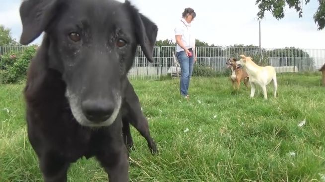 Tiergnadenhof: Hier finden misshandelte Tiere Frieden