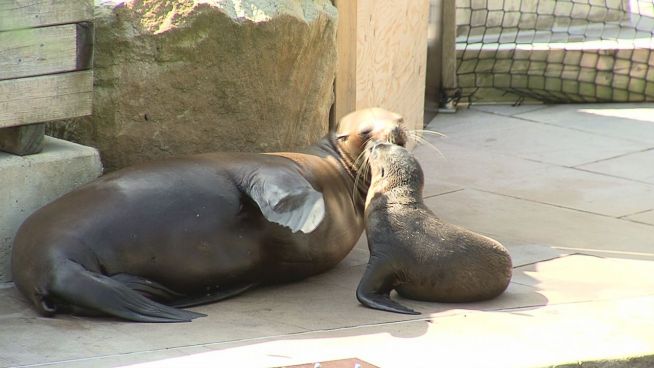 Der will nur planschen: Neuer Baby-Seelöwe in Nürnberg