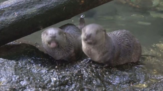 Energiebündel: Kleine Flussotter toben mit Mama