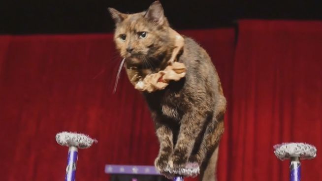 Verrückt einfach: So kann jeder seine Katze dressieren