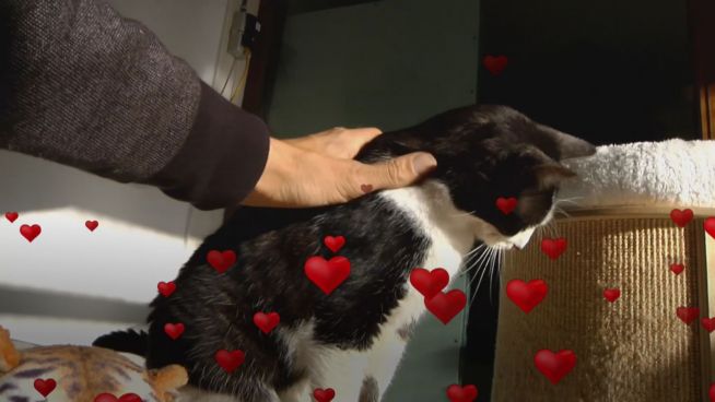 Schnurrige Partnersuche: Speed-Dating für Katzen