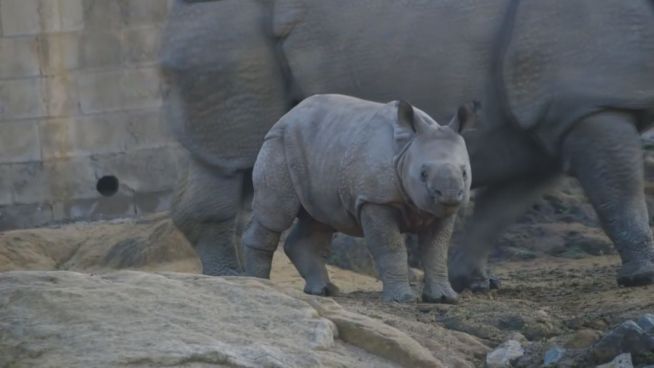 Schnuckelig: Nashornbaby erkundet die Welt