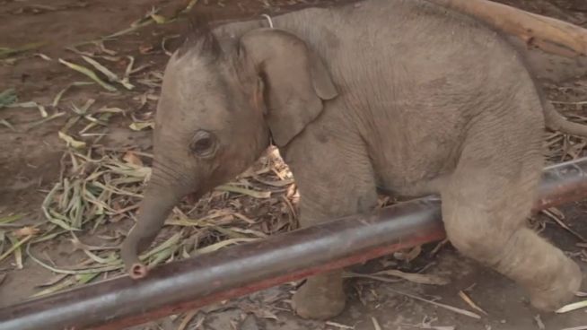 Kleiner Klettermaxe: Baby-Elefant beim Fitness-Training