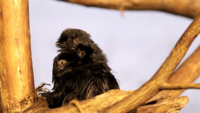 Achtung Verwechslungsgefahr: Affenbaby oder Monchhichi?