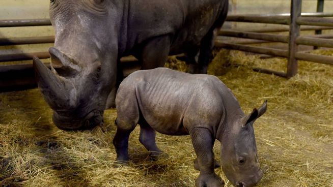 Hodenhagen: Nashornbaby Akono hält alle auf Trab