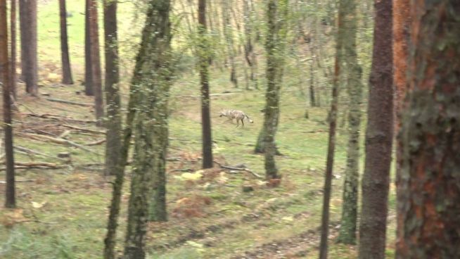 Wolf gesichtet: Gefährdetes Raubtier auf der Jagd