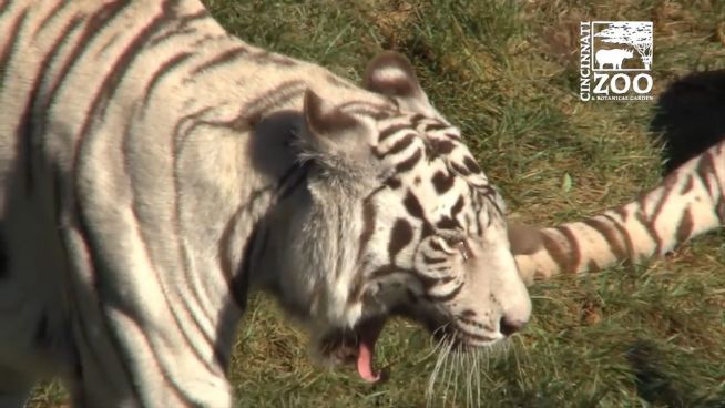 Tiere mit Altersschwäche: Hilfe für die Zoo-Senioren